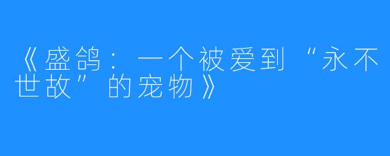 《盛鸽:一个被爱到“永不世故”的宠物》
