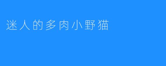 迷人的多肉小野猫